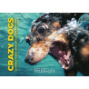 Crazy dogs